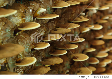Lingzhi mushrooms 10941488
