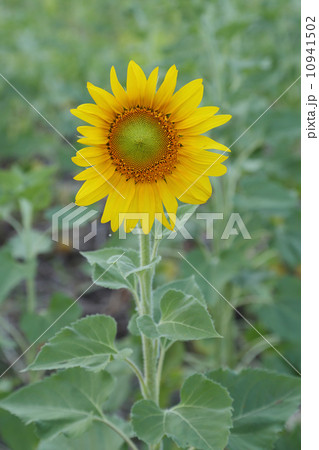 small sunflower small sunflower 10941502