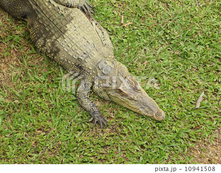 Crocodile resting Crocodile resting 10941508