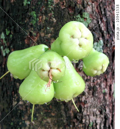 Green rose apple or chomphu on the tree Green rose apple or chomphu on the tree 10941538