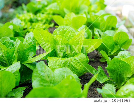 Lettuce 10941962