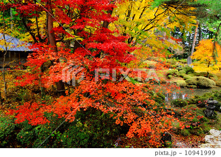 Maple tree in Japanese garden 10941999