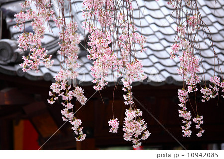 Japanese wooden house with weeping sakura Japanese wooden house with weeping sakura 10942085