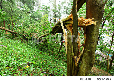 Demaged after typhoon 10942363