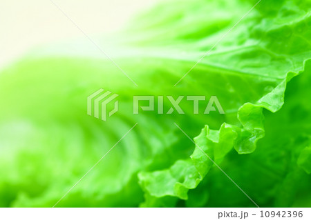 Lettuce Lettuce 10942396