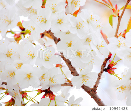 Sakura in white Sakura in white 10942428