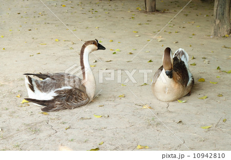 gray goose resting on the ground 10942810