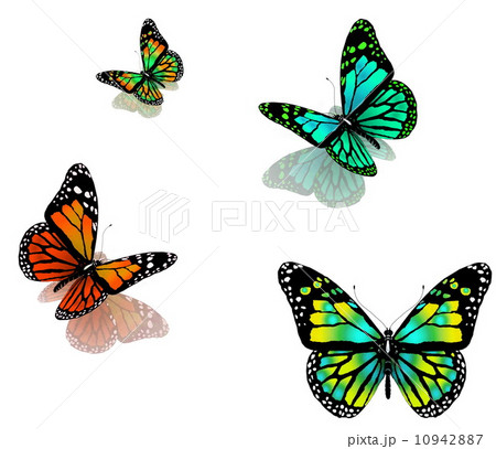butterflies on a white background 10942887