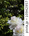 芍薬　 10942957