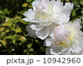 芍薬 10942960