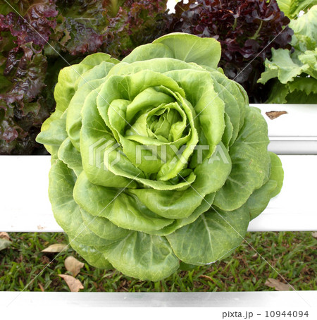 hydroponics vegetable that need no ground for plant 10944094
