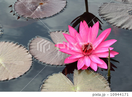 pInk lotus 10944171