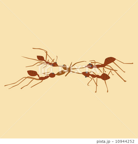 Ants 10944252