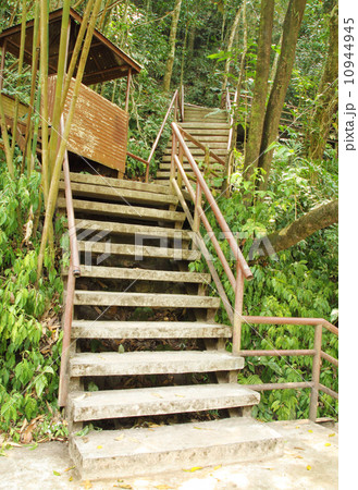 stairway to jungle, Khao Yai national park stairway to jungle, Khao Yai national park 10944945