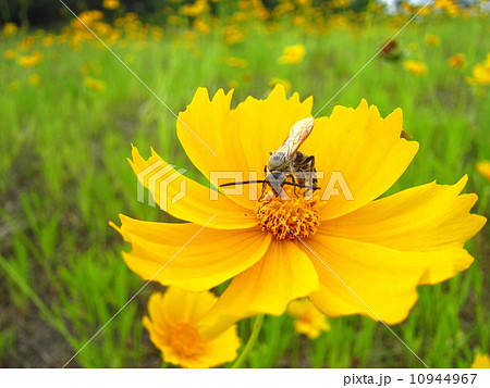 オオキンケイギクと蜂 10944967