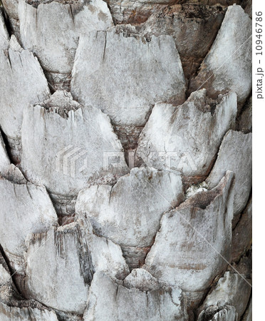 Palm tree pattern and texture Palm tree pattern and texture 10946786