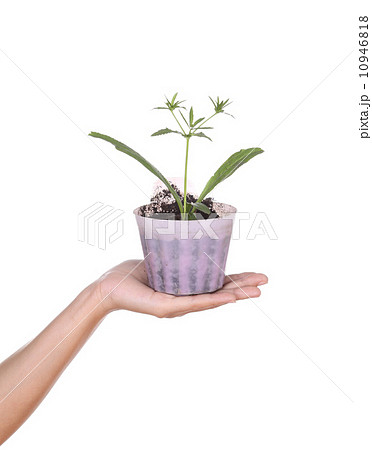 hand with young seedlings of parsley in small pot 10946818