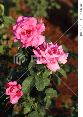 pink rose flower in plant pink rose flower in plant 10946838