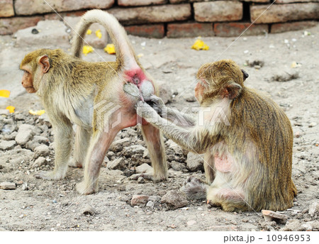 two monkey resting two monkey resting 10946953