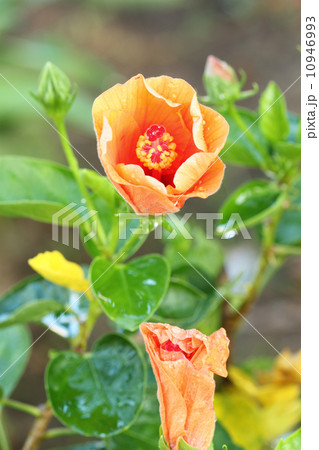 orange hibiscus flower 10946993