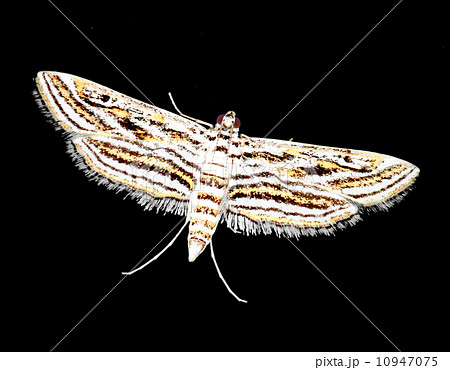 small butterfly on black small butterfly on black 10947075