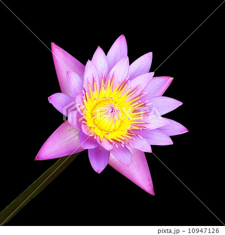 the lotus blooming on black background the lotus blooming on black background 10947126