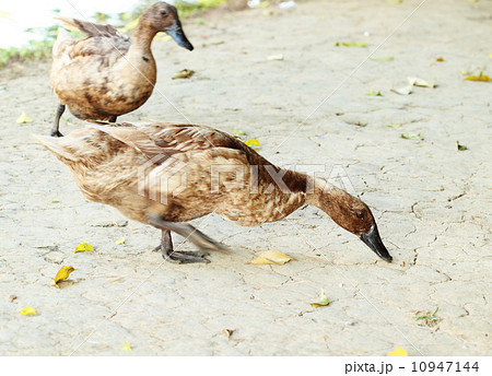mallard duck looking for food 10947144