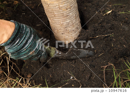 hand with shovel working in the garden 10947616