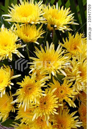 chrysanthemums chrysanthemums 10947709