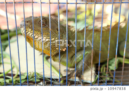 Green Iguana (Iquana Iquana) 10947838