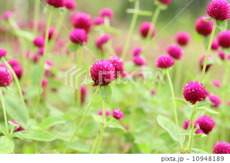 Globe amaranth or Gomphrena globosa flower Globe amaranth or Gomphrena globosa flower 10948189