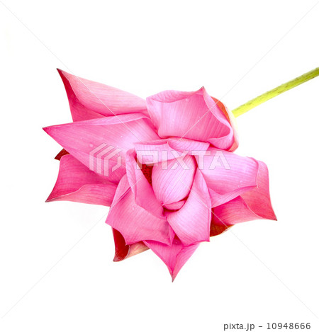 Bud lotus blooming on white Bud lotus blooming on white 10948666