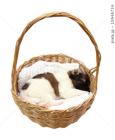 little puppy sleeping in basket 10948734