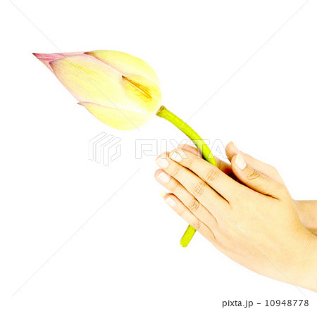 hand praying bud of lotus for worship hand praying bud of lotus for worship 10948778