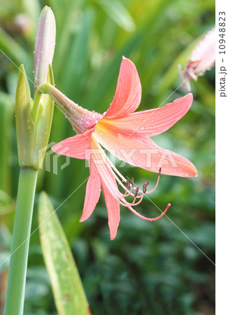 Orange Amaryllis flower 10948823