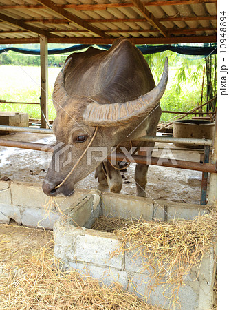water baffalo eating dried grass 10948894