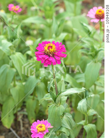 pink chrysanthemum flower blossom 10949108