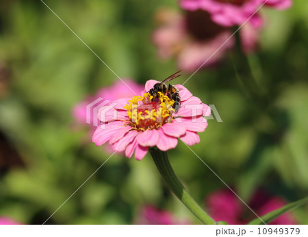 pink zinnia flowers and bee 10949379