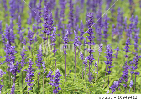 Lavender growing in garden Lavender growing in garden 10949412