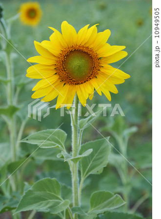 small sunflower small sunflower 10949505