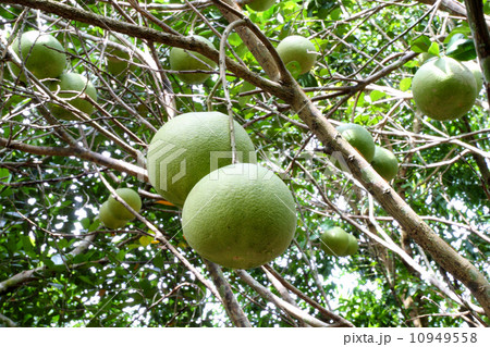Pomelo fruit Pomelo fruit 10949558