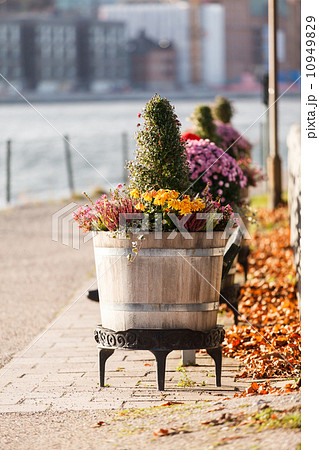 autumn plants autumn plants 10949829