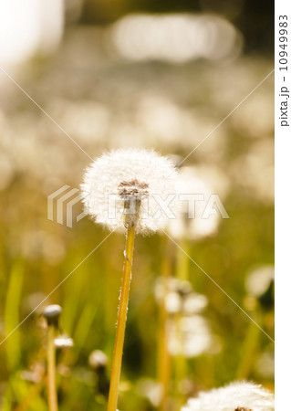 dandelion field dandelion field 10949983
