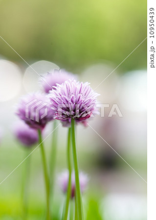 purple flowers 10950439