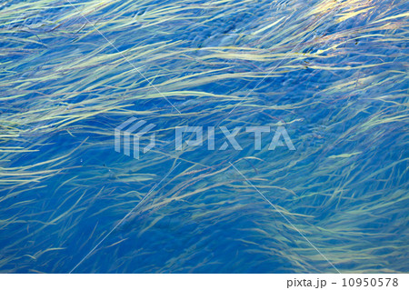 Algae in the river 10950578