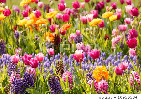 spring garden spring garden 10950584