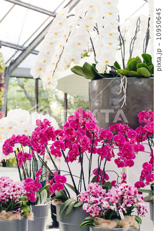beautiful orchid 10950645