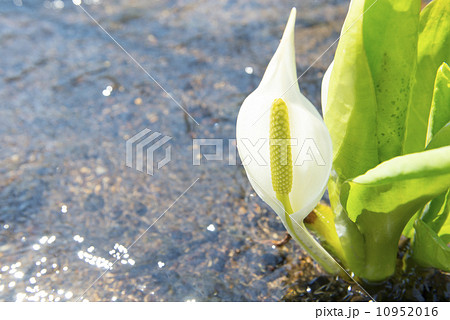 ミズバショウ 10952016