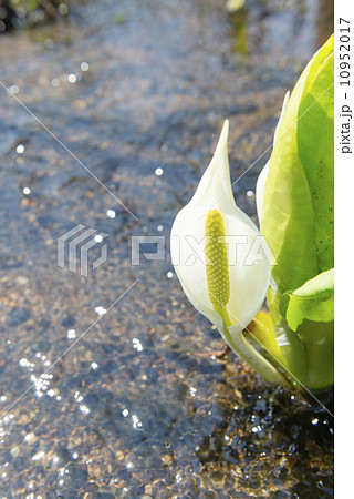 ミズバショウ 10952017