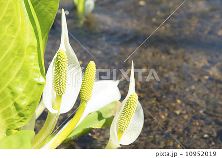 ミズバショウ 10952019